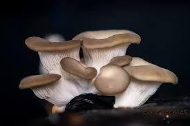 Les champignons de la Cascade